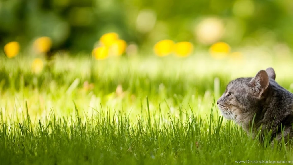 1366x768 Cat In Lawn Wallpapers
