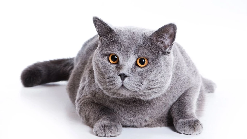 Gray Fat Cat Wallpapers
