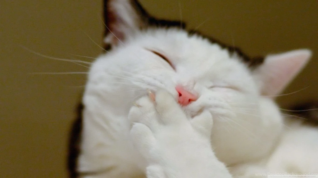 Bored Cat HD Desktop Wallpapers : Widescreen : High Definition : Mobile