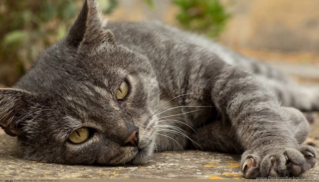 Album: Cats And Kitten Wallpapers 1366x768