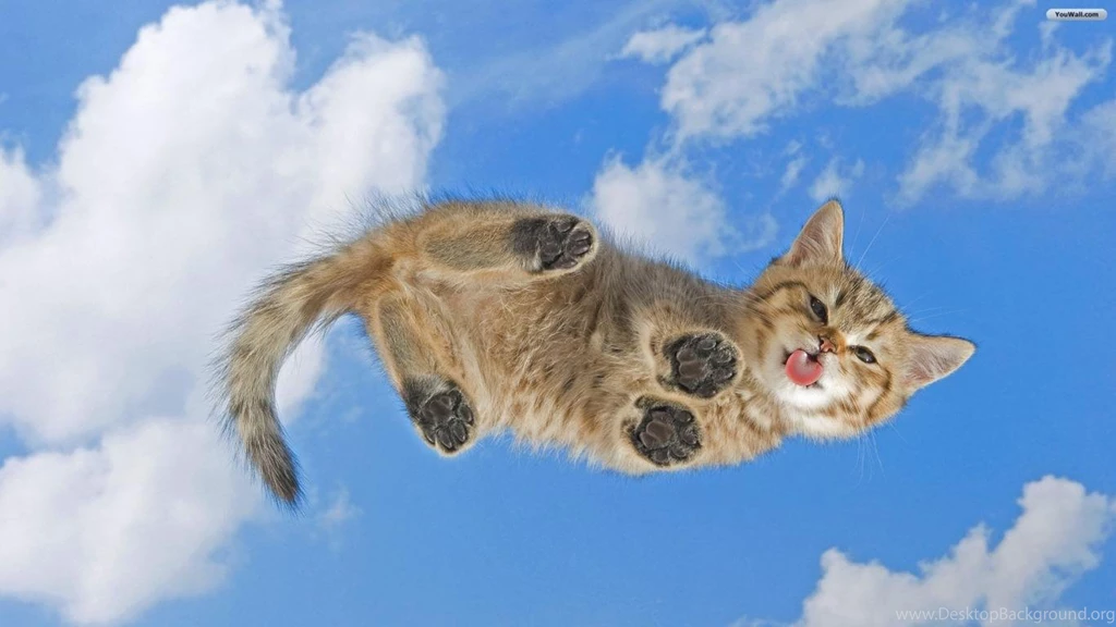 YouWall Cat On Your Desktop Wallpapers Wallpaper,wallpapers ...