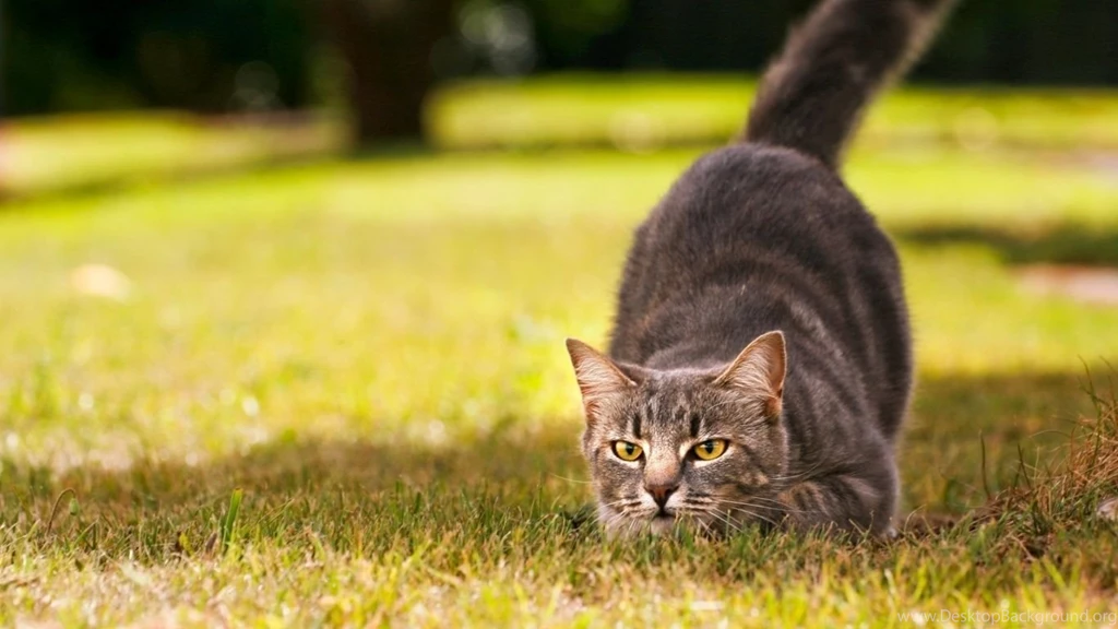 1366x768 Hunting Cat Wallpapers
