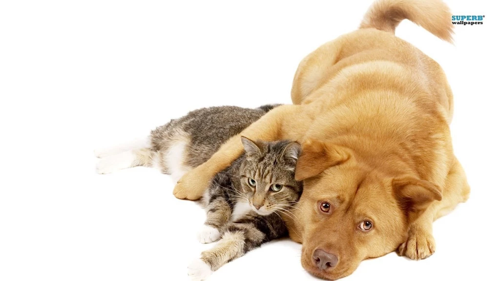 Cat And Dog Wallpapers Animal Wallpapers