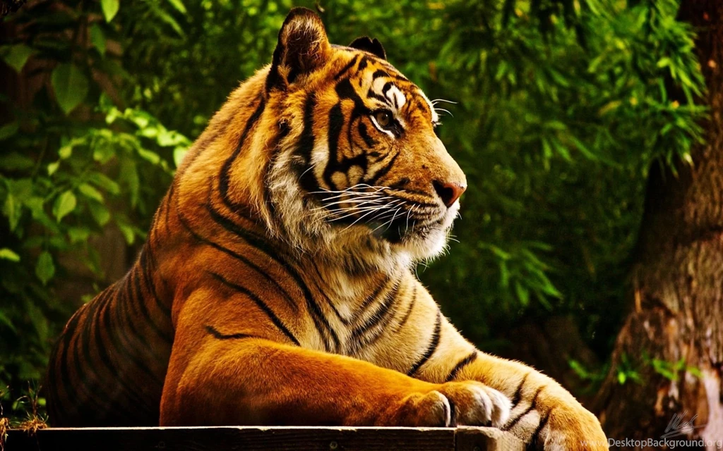 1680x1050 Tiger Desktop PC And Mac Wallpapers