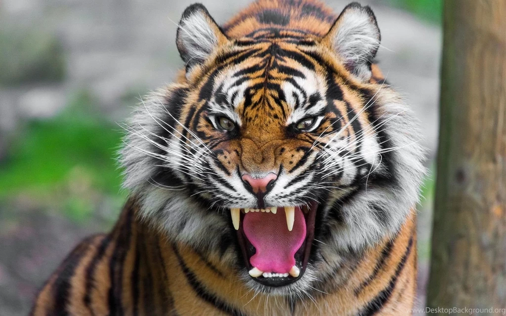 1680x1050 Threatening Tiger Wallpapers