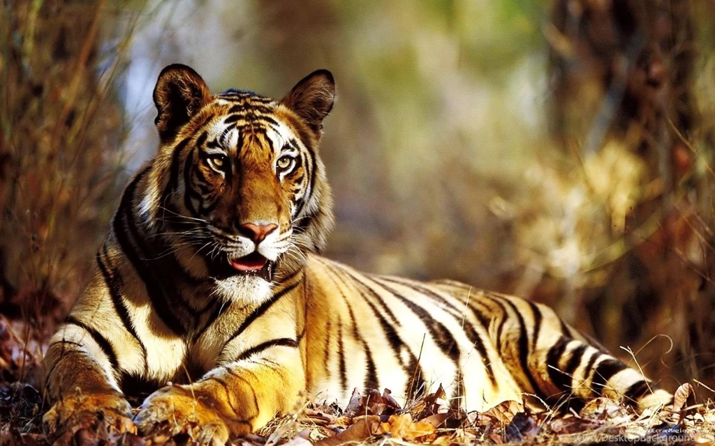 1680x1050 Tiger Desktop PC And Mac Wallpapers