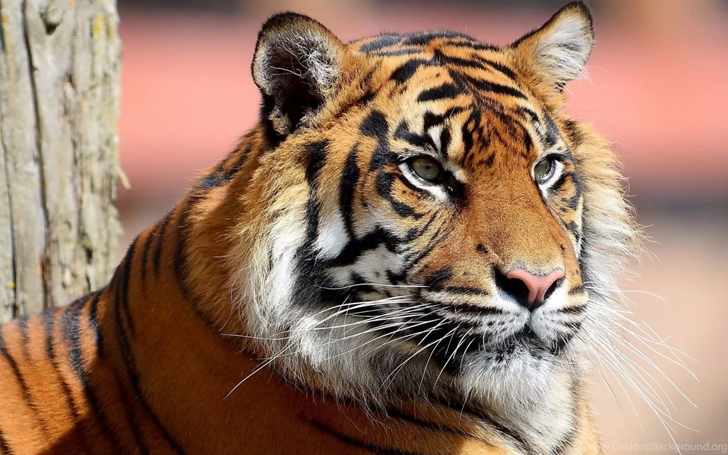 Download Wallpapers 1680x1050 Tiger, Face, Eyes, Big Cat 1680x1050 ...