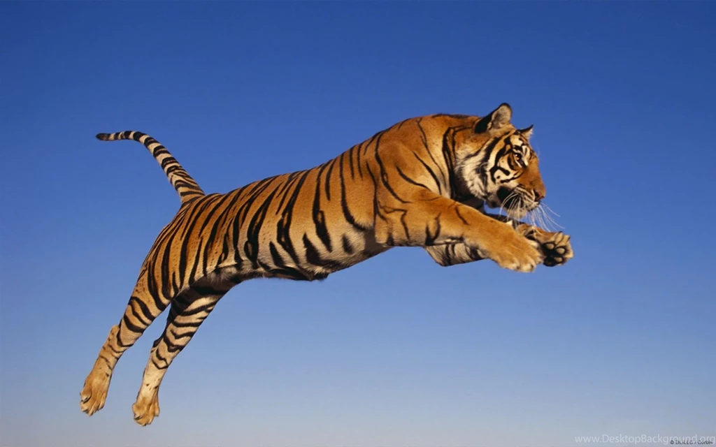 Bengal Tiger Sky Wallpapers