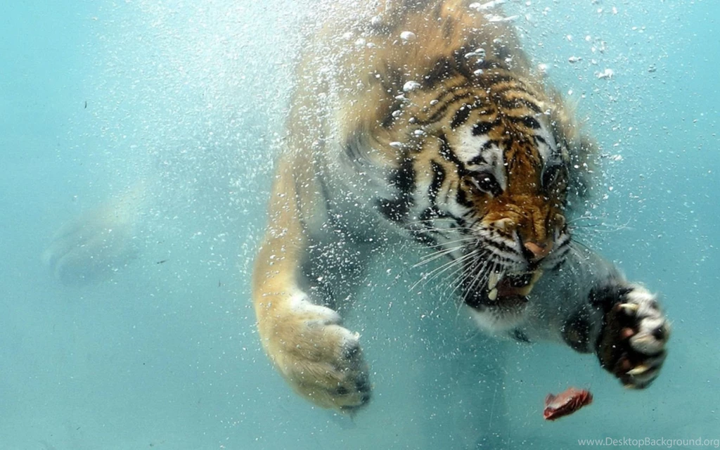 Download Wallpapers 1680x1050 Tiger, Underwater, Hunting, Teeth ...