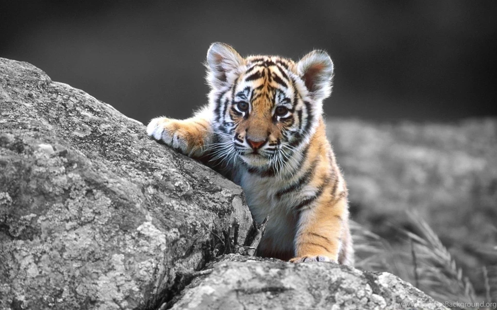 1680x1050 Cute Tiger Baby Wallpapers
