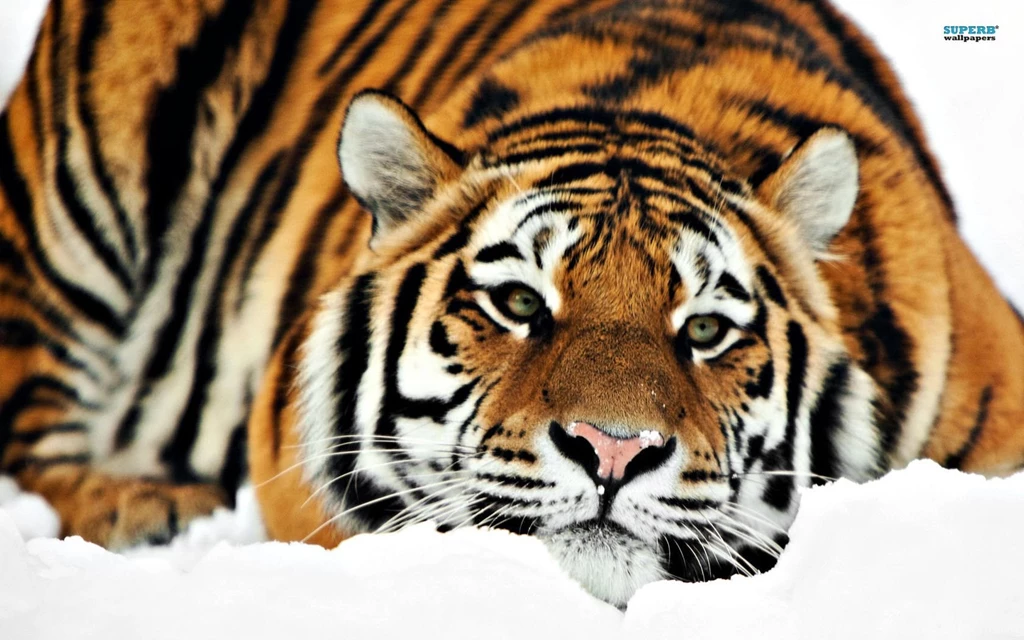 Tiger Wallpapers Animal Wallpapers