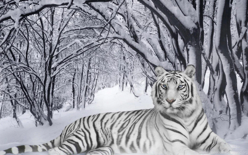 Bengal Tiger In The Snow Desktop Wallpapers