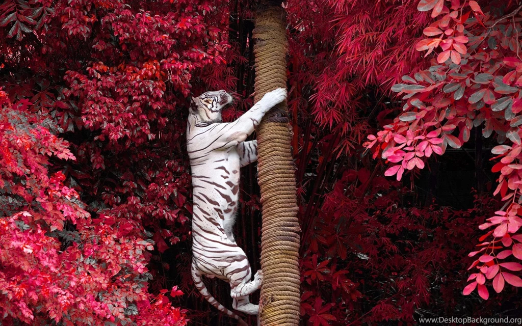 White Tiger HD Wallpapers For Desktop & Mobile Download