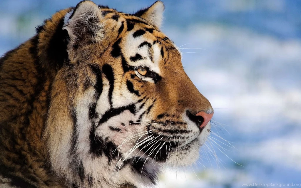 Download Wallpapers 1680x1050 Tiger, Face, Profile, Striped, Big ...