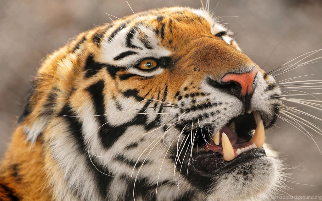 1680x1050 Angry Tiger Wallpapers