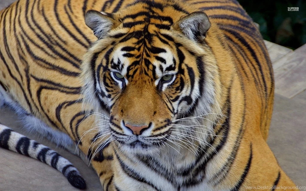 Bengal Tiger Wallpapers Animal Wallpapers