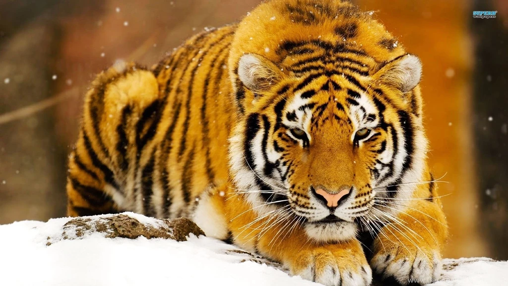 Tiger Wallpapers   Animal Wallpapers