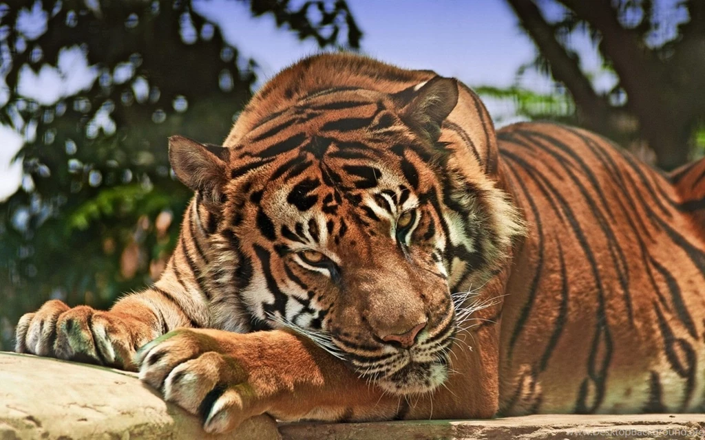 Angry Tiger Wallpapers HD Download For Desktop & Mobile