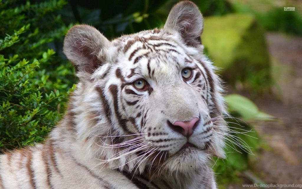 White Tiger Wallpapers Animal Wallpapers