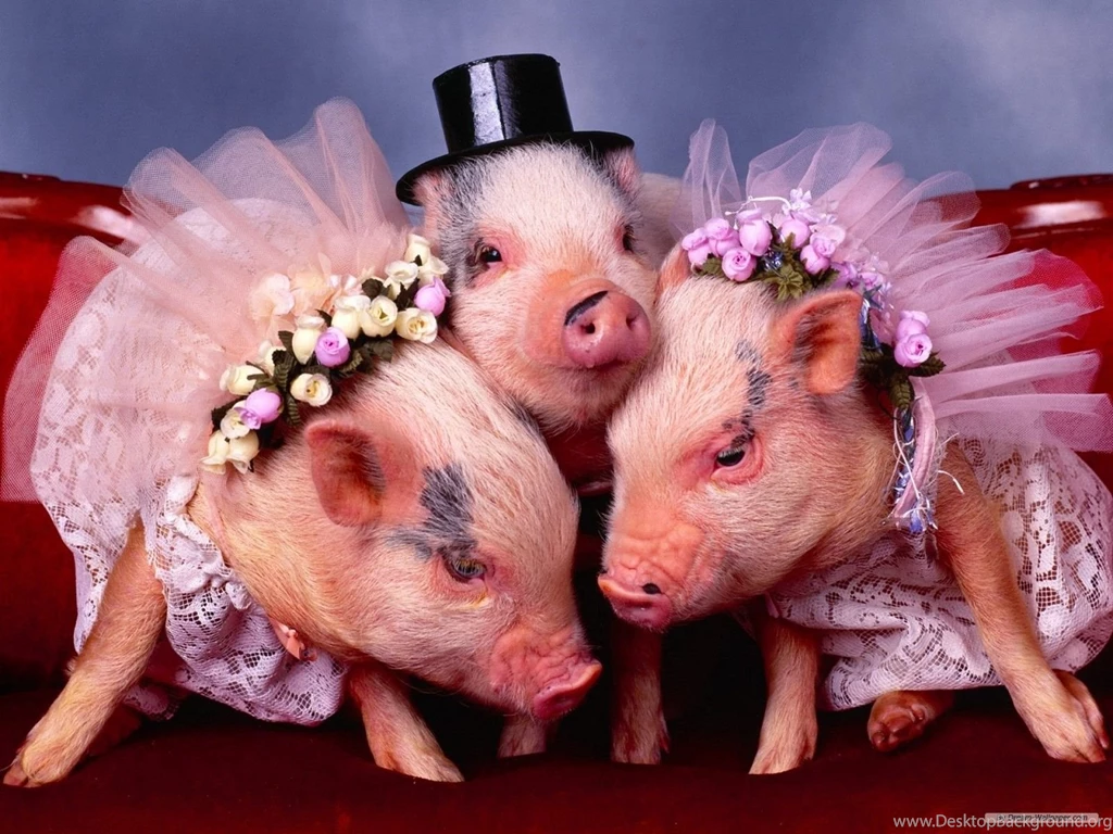 Free Wallpapers Free Animal Wallpapers Lovely Pig Wallpapers ...