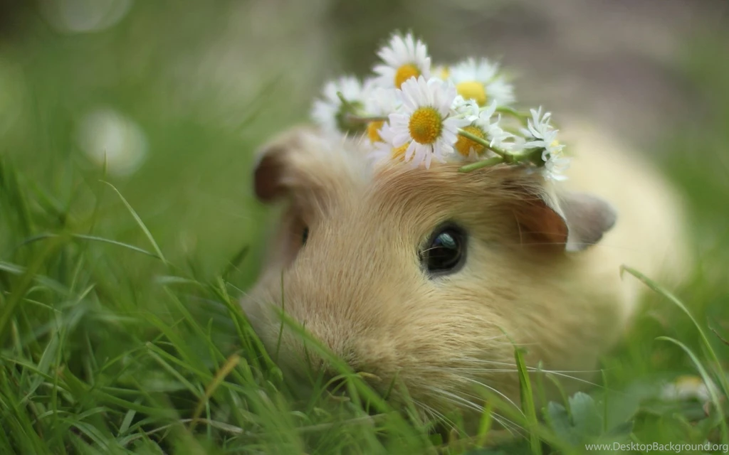 General Guinea Pig Desktop Wallpapers