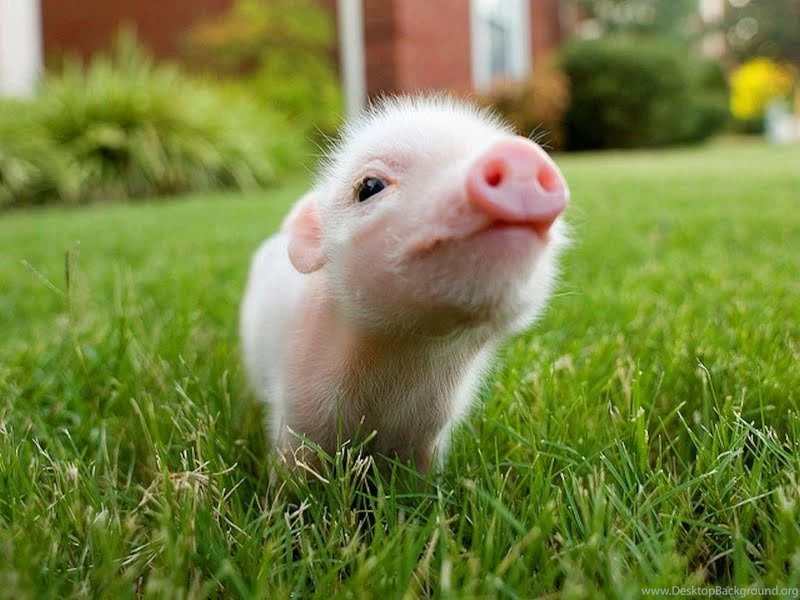 I'm A Little Piggie, Short And Stout Wallpapers