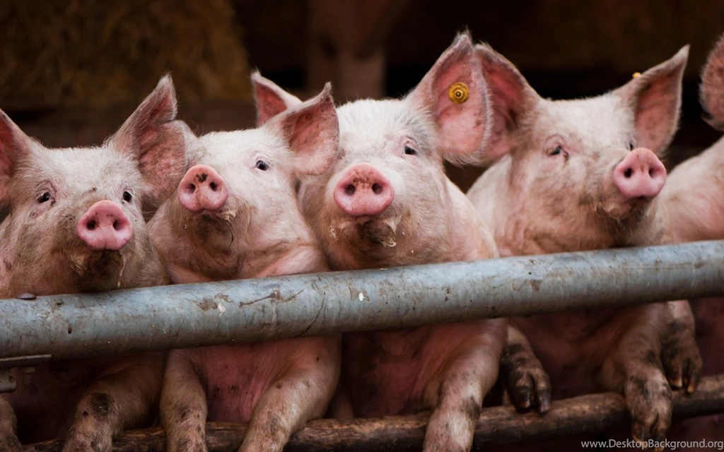 Pigs Photo Wallpapers, Pictures With Pigs