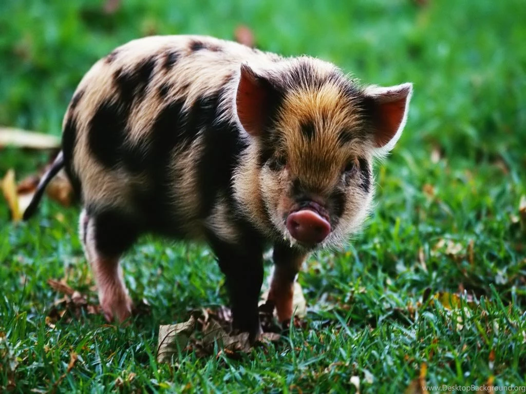 Desktop Wallpapers · Gallery · Animals · Spotted Pig