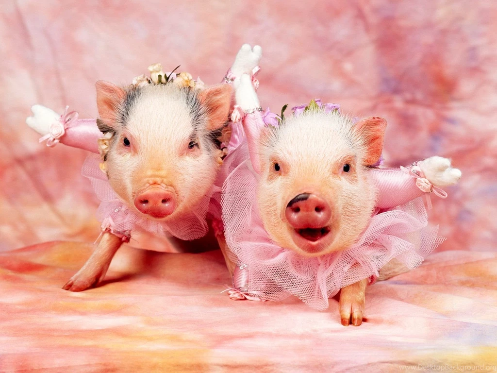 Pictures Of Pigs HD Wallpapers Lovely