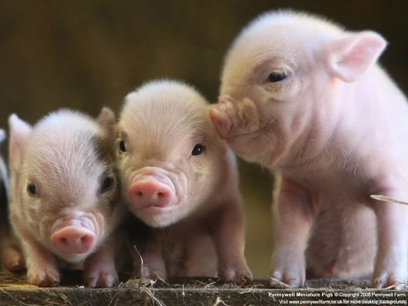 Pictures Of Pigs HD Wallpapers Lovely