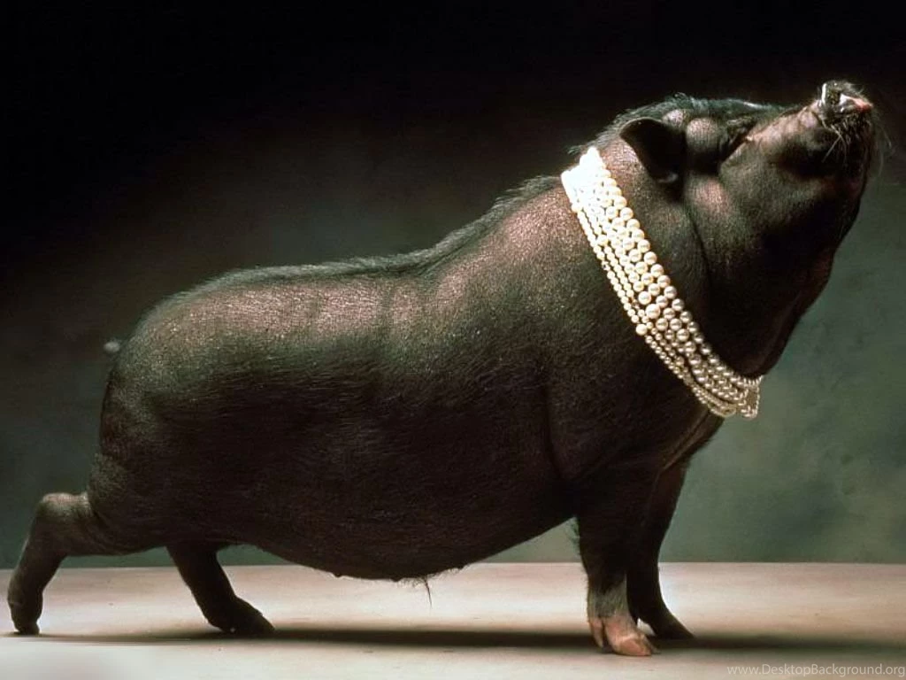 Black pig wallpaper.jpg