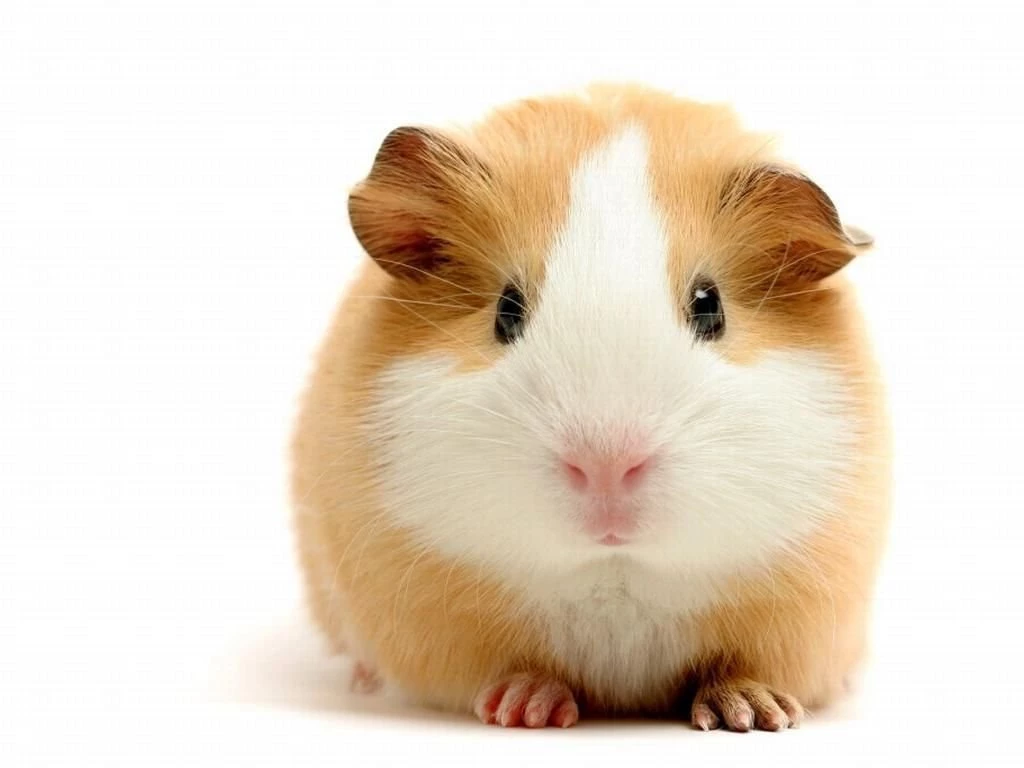 Free Wallpapers Guinea Pig Head Close Up Wallpapers