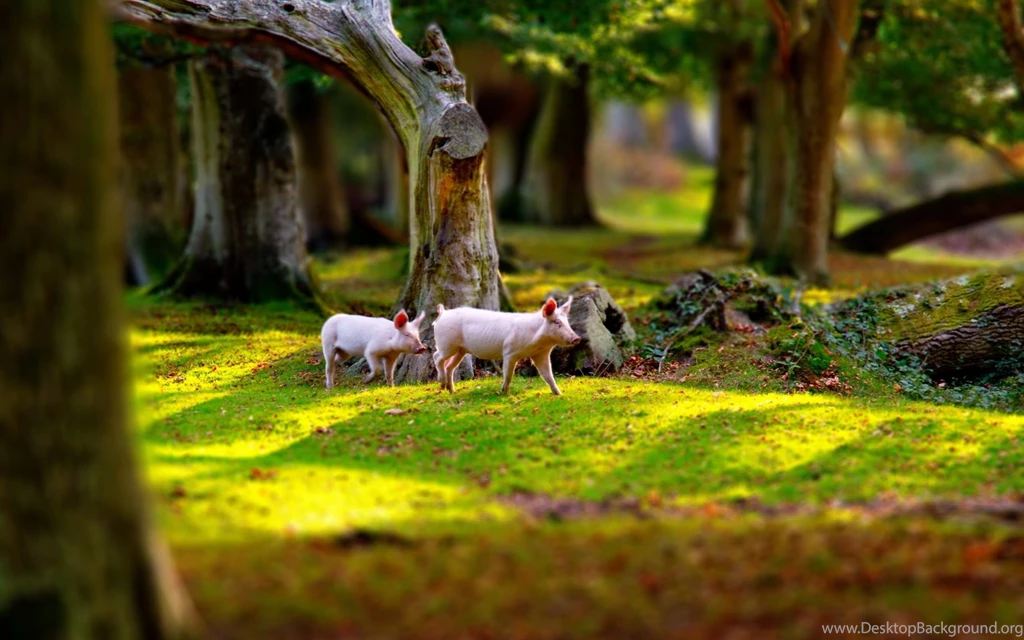 Cute Pink Pig Desktop Wallpapers 28197