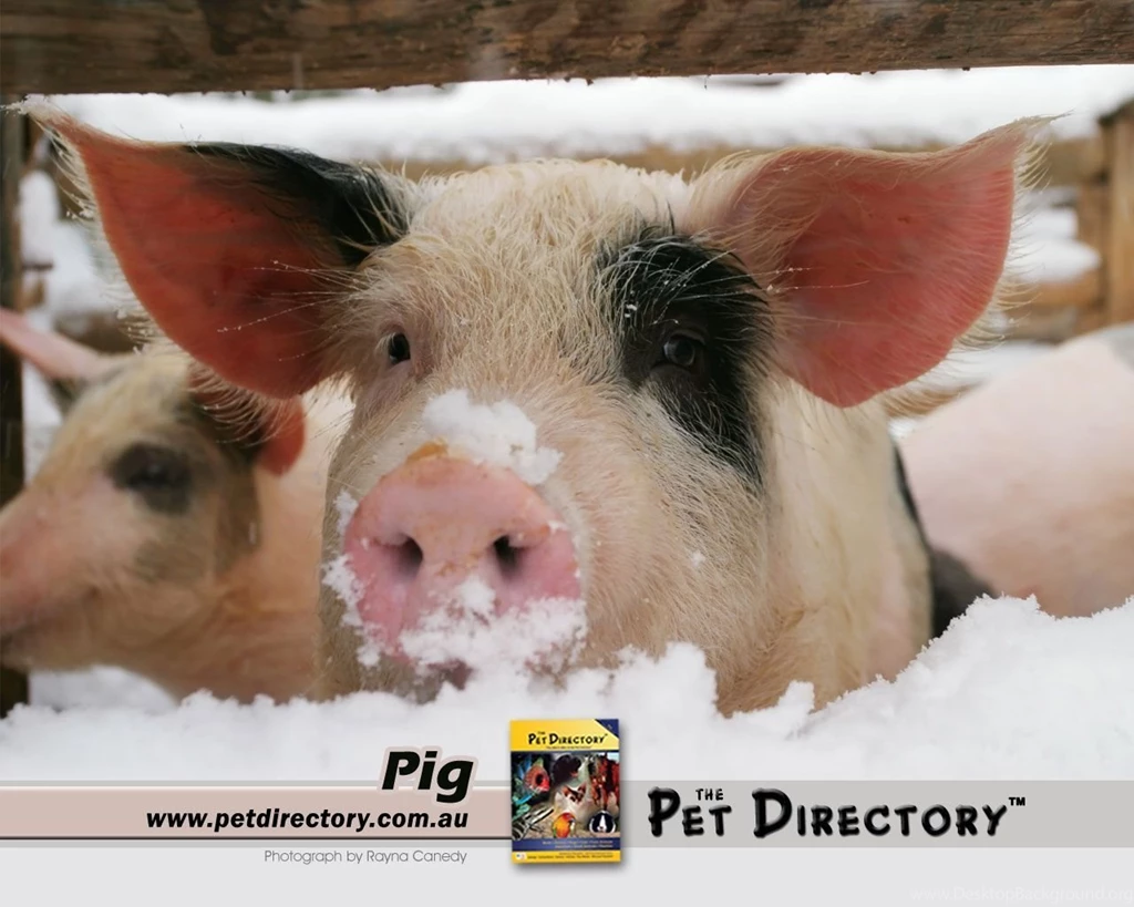 The Pet Directory Australia: World's Largest Online Pet Directory ...