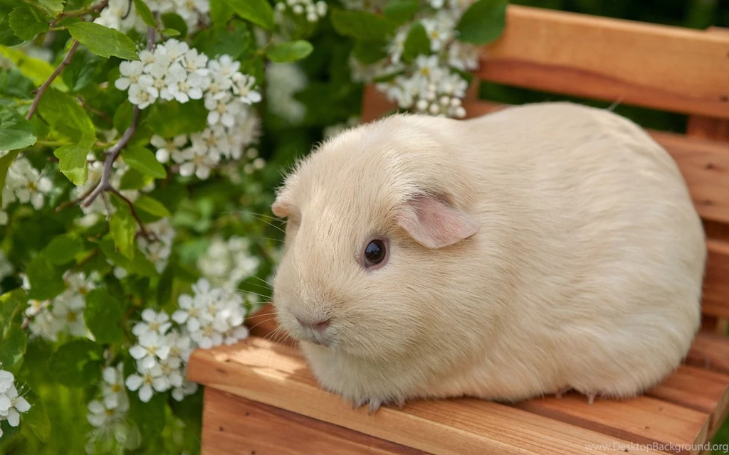 Guinea Pig Wallpapers