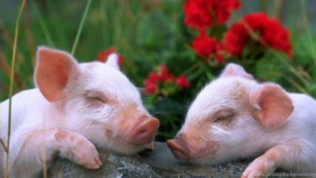 CUTE SLEEPING PIG S WALLPAPER   (