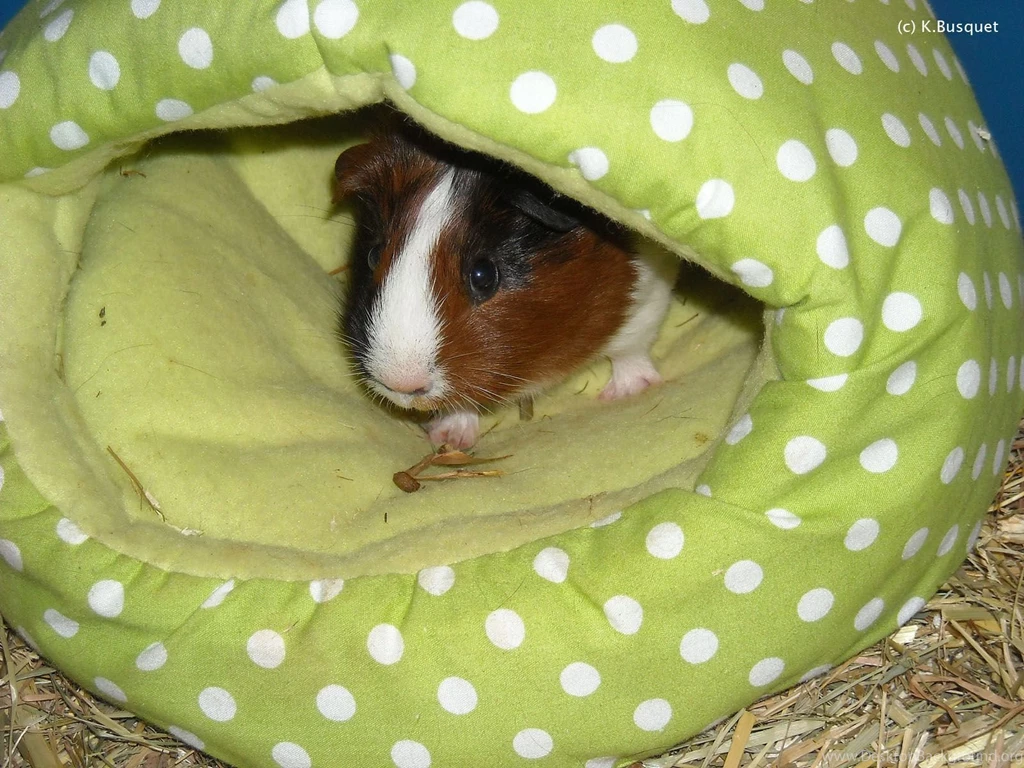All New Pix1: Pig Wallpapers Free Download