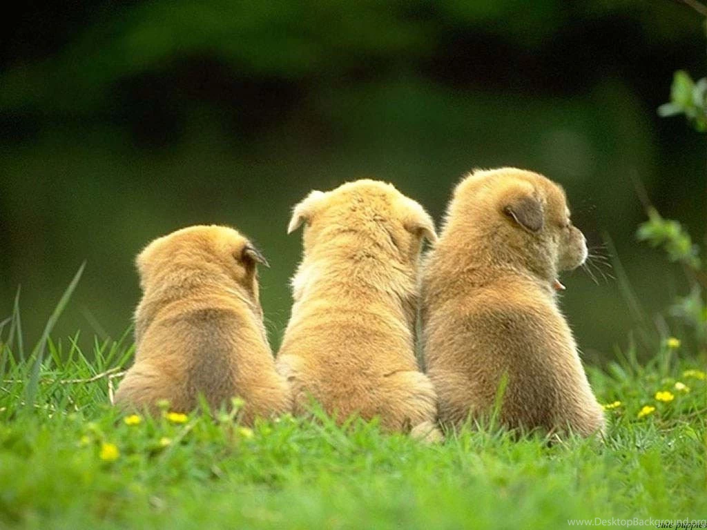 Cute Dogs and Puppies HD Wallpaper.jpg