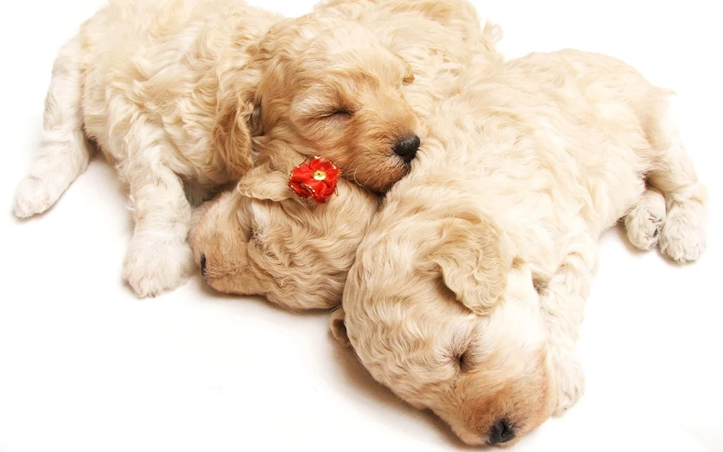 Free Cute Little Animals & Birds Desktop Wallpapers In HD ...