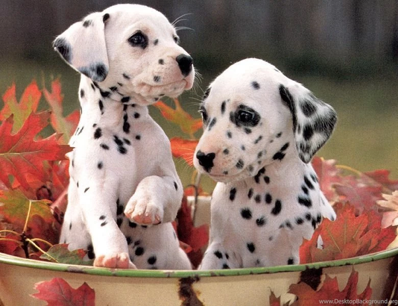 Dalmatian Dog HD Wallpapers