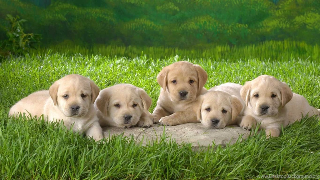 Chocolate Golden Retriever Puppies   Wallpaper.