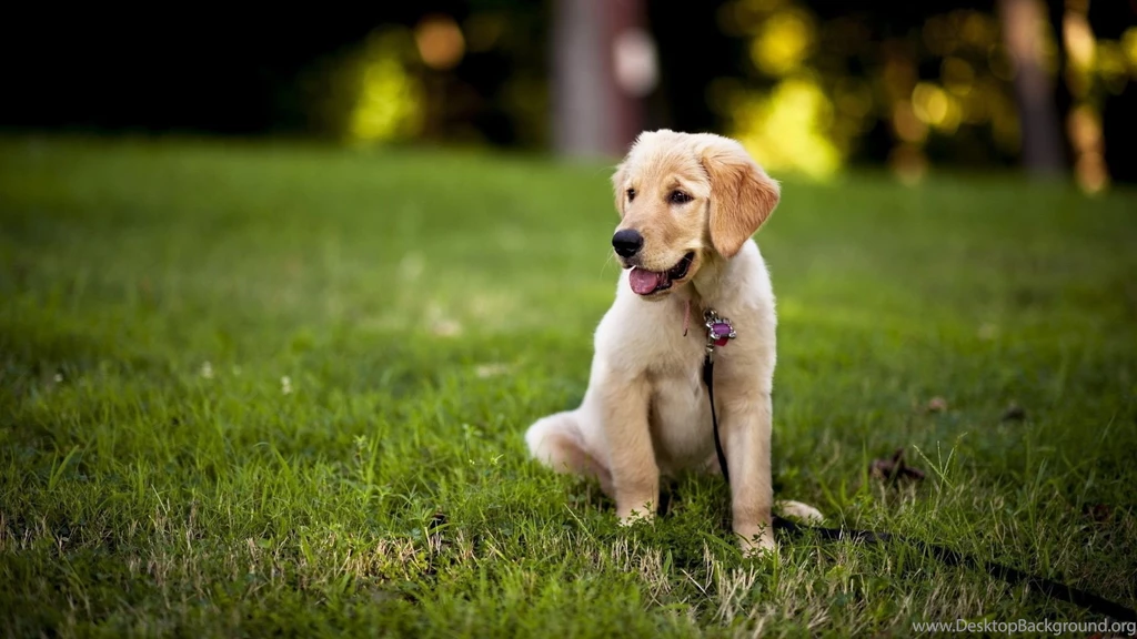 Top Lab Puppy Desktop Pics Images For Pinterest