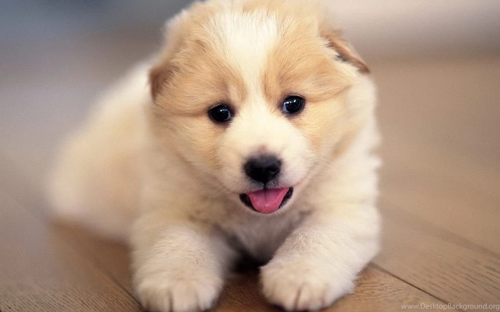 Cute Pictures Of Puppies HD Wallpapers Lovely