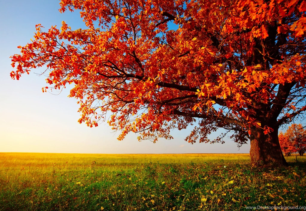 Autumn Desktop Backgrounds