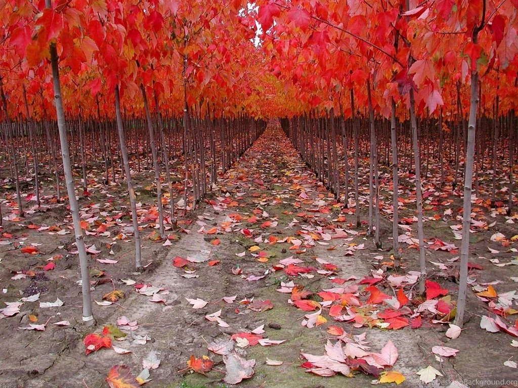 Autumn Road Wallpapers 1024x768 NO.7 Desktop Wallpapers Wallcoo.net