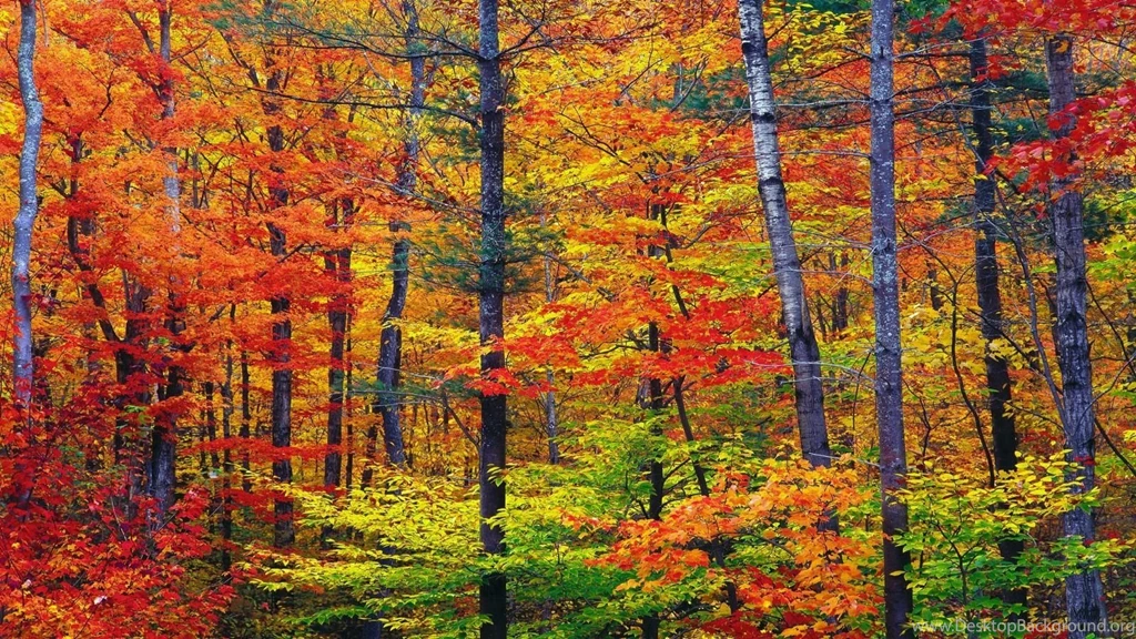 Autumn Desktop Wallpapers Widescreen
