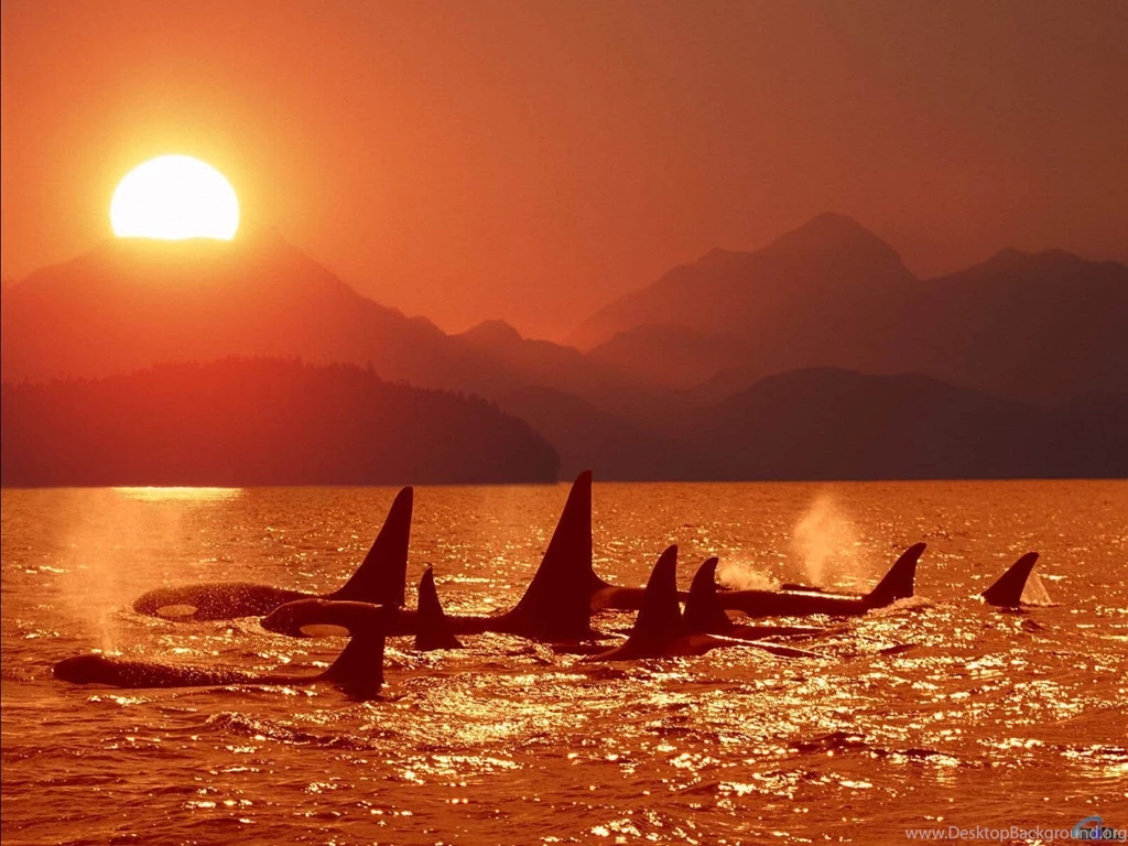 Ocean Life Wallpapers 40 Beaches Rivers Oceans Photography ...
