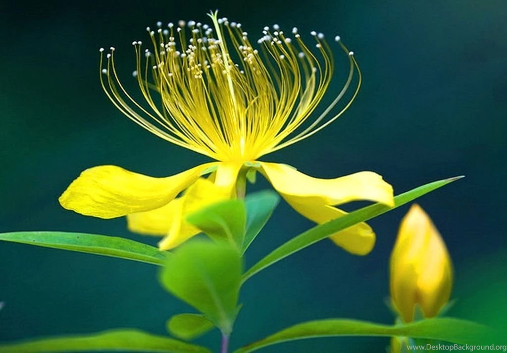 HD Flowers Wallpapers for Lenovo Laptop 6.jpg