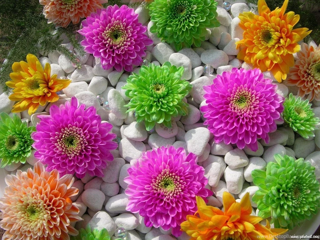 Download Beautiful Superb Flowers Wallpapers