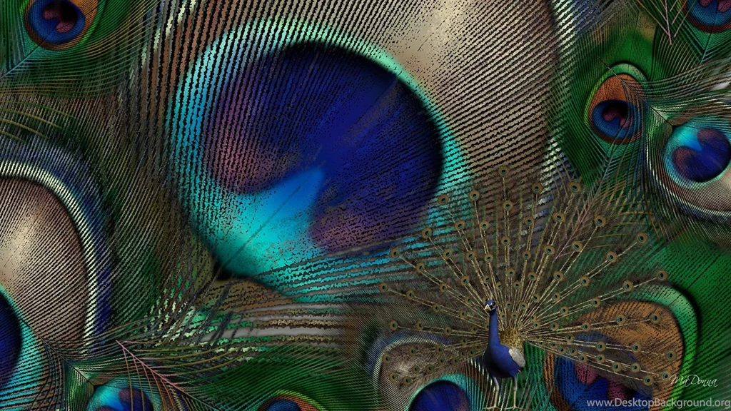 Peacock Feathers Wallpapers